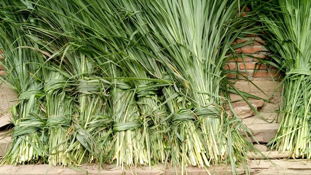 Peluang Usaha Pakan Fermentasi