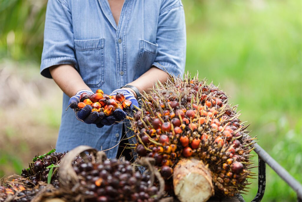 mengolah sawit secara lokal