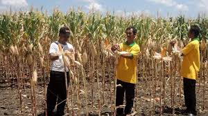Analis Panen Jagung