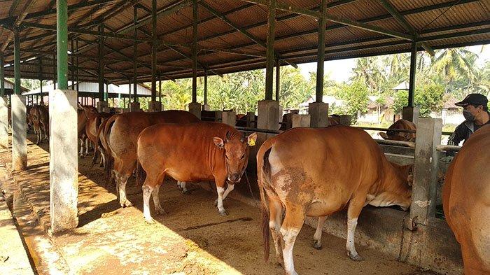 bisnis sapi bali