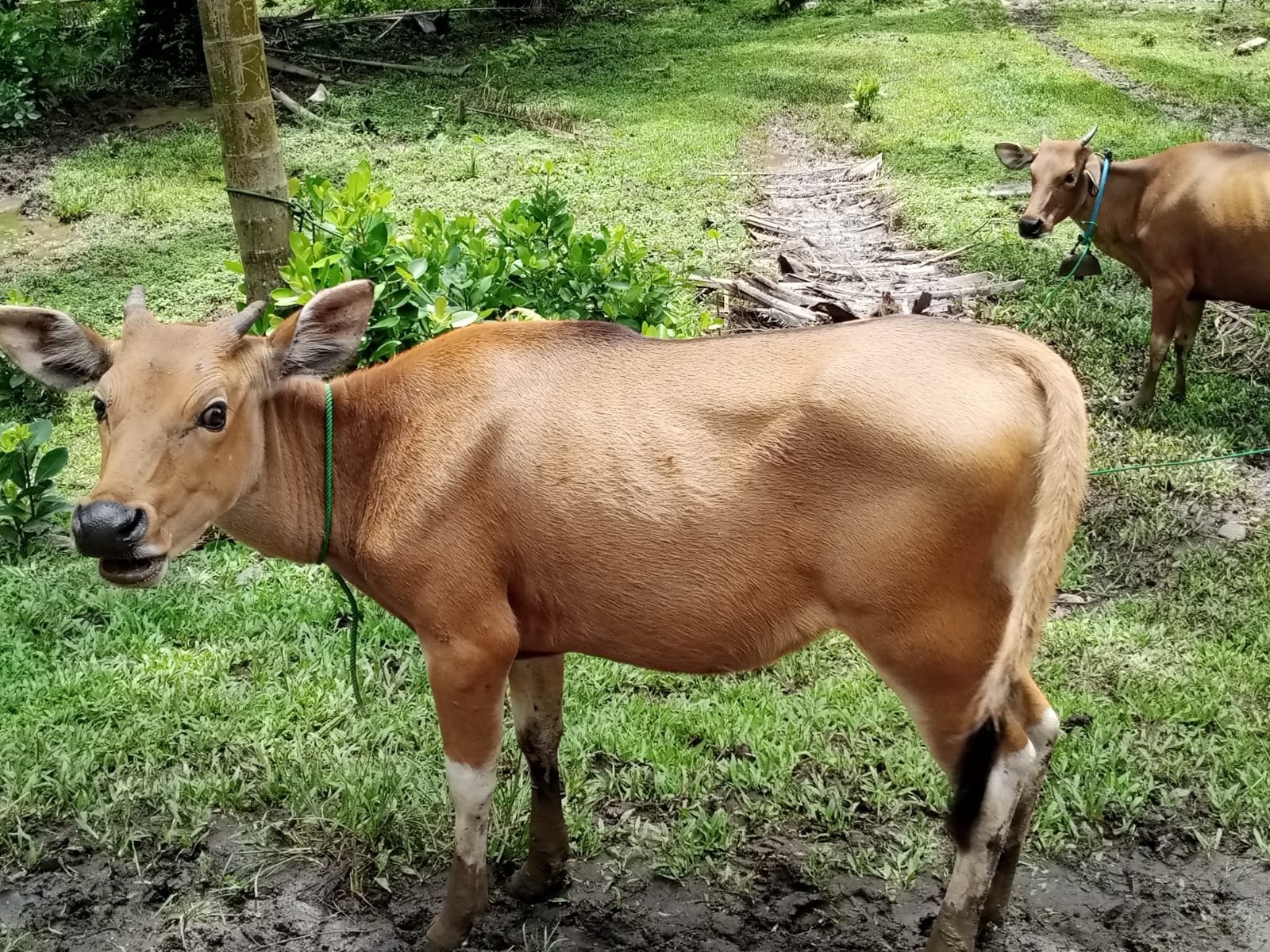 Manfaat Ajinomoto untuk Sapi dalam Pakan Fermentasi