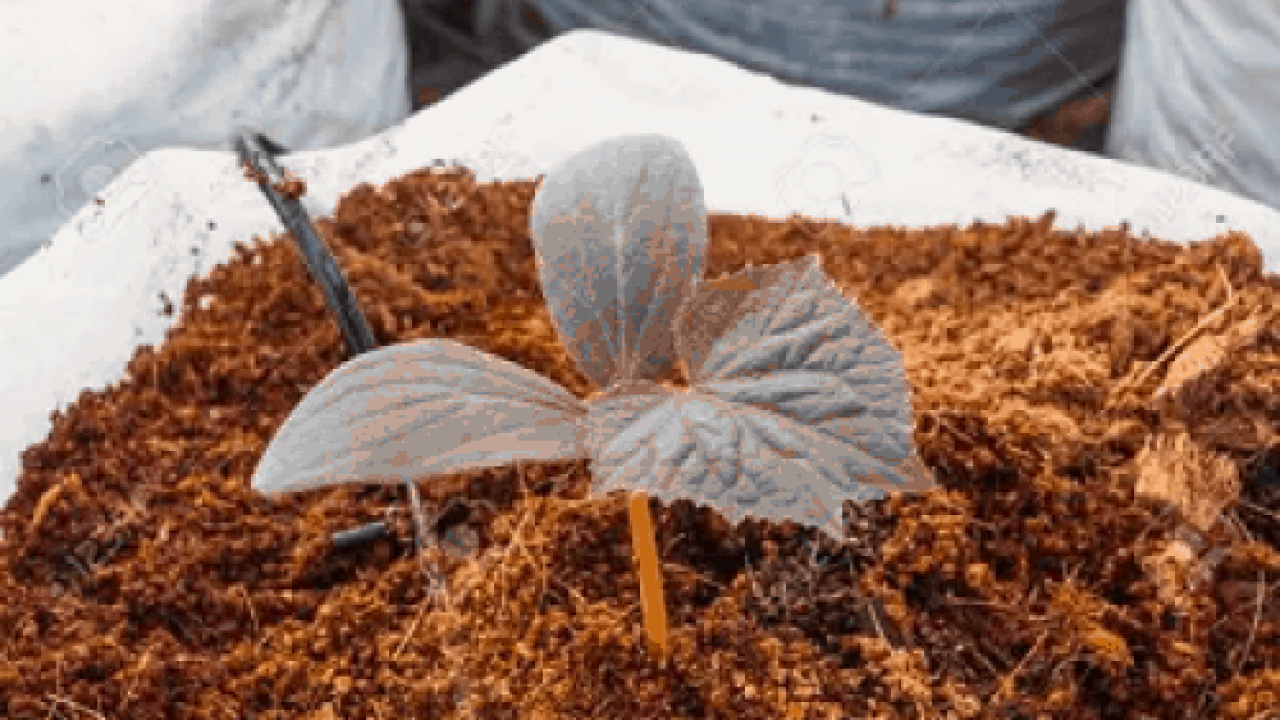 Sabut kelapa sebagai media tanam hidroponik alami