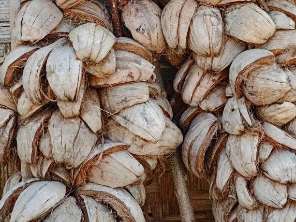 Pengenalan sabut kelapa untuk proyek agroforestri sekolah