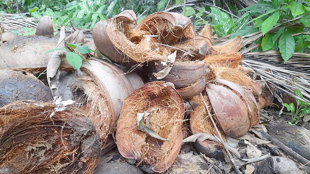 sabut kelapa untuk reduksi polutan organik di sungai