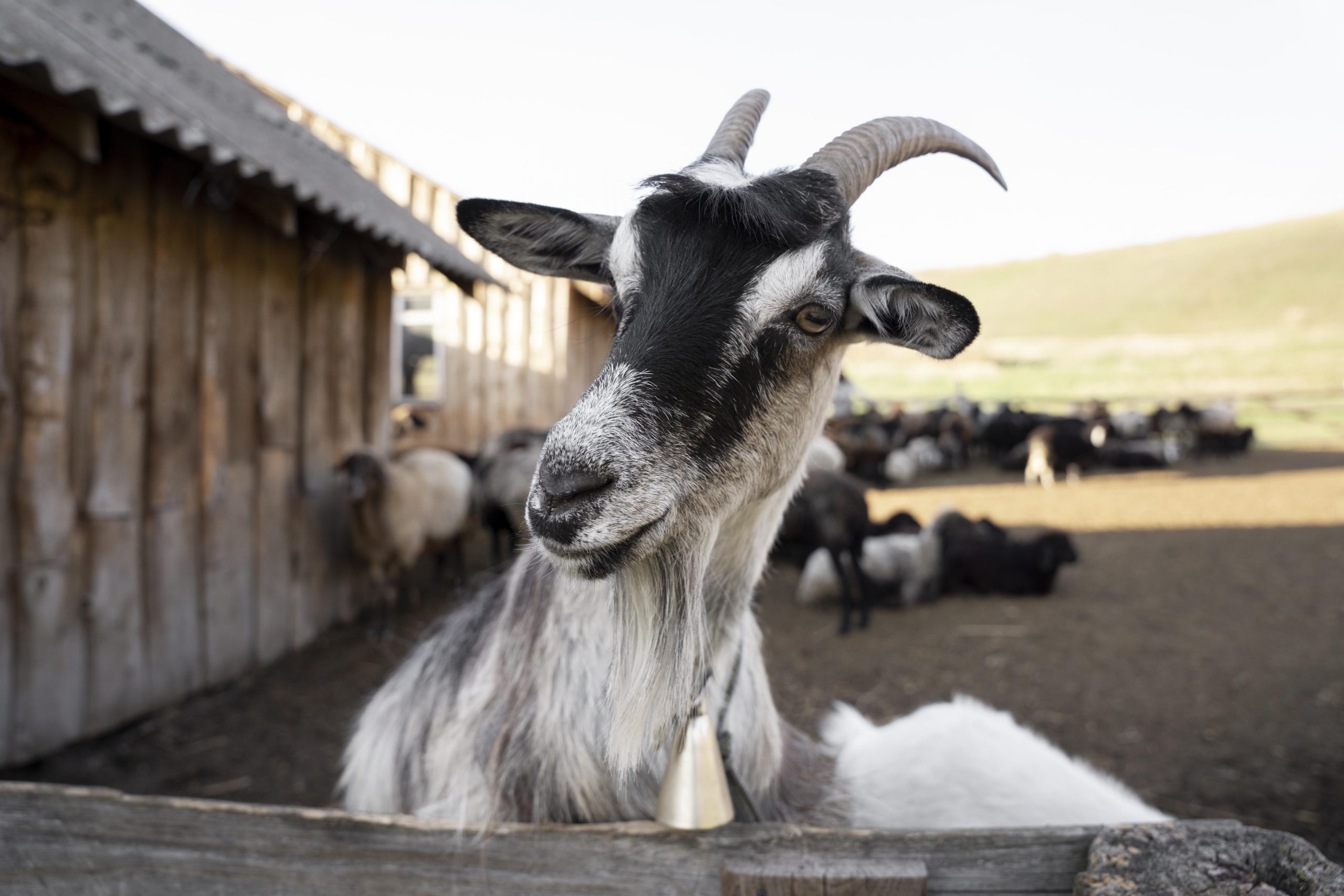 analisa usaha ternak kambing