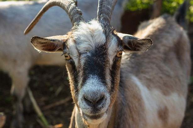 cara ternak kambing pemula