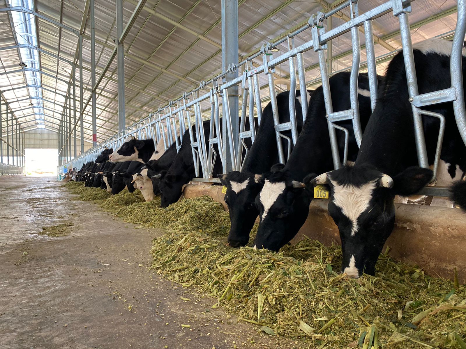 hijauan stabil untuk ruminansia