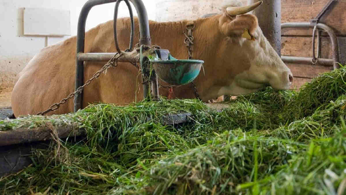 pakan hijau sumber energi