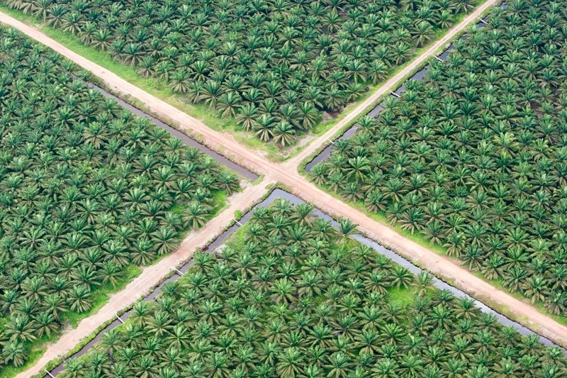 pola tanam kelapa sawit