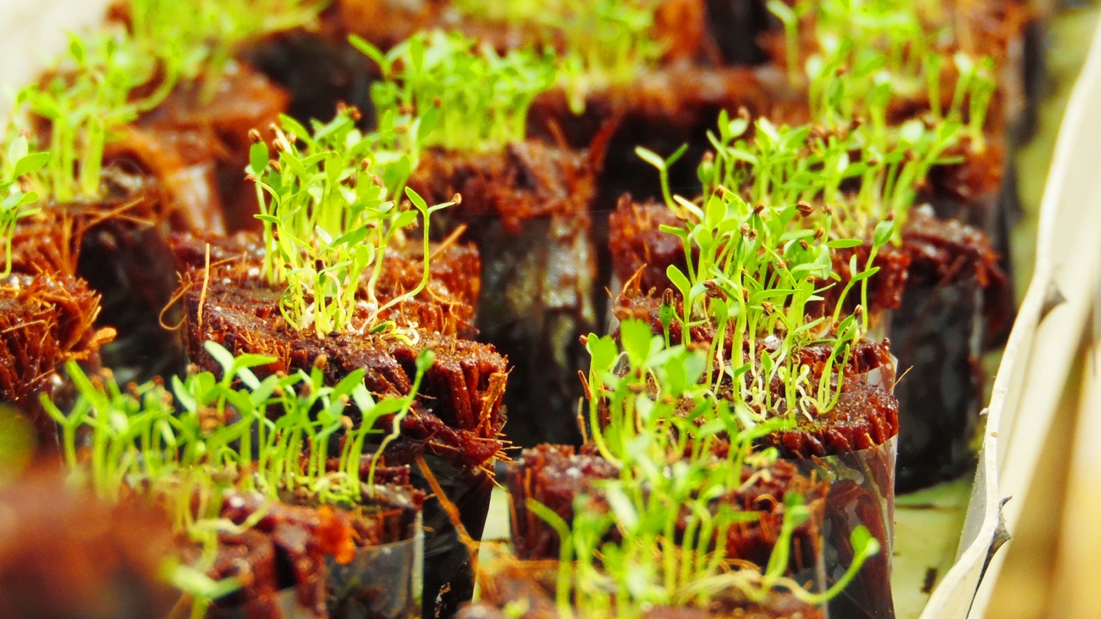 media tanam sabut kelapa