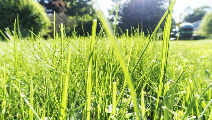 mesin pencacah hijauan ternak