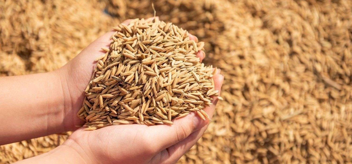 usaha panen padi cepat