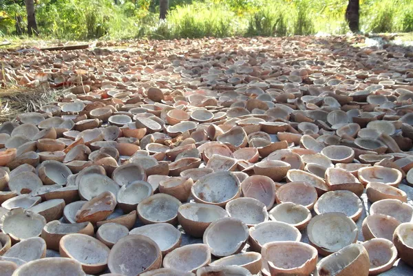 Usaha Pengolahan Kelapa Sukses