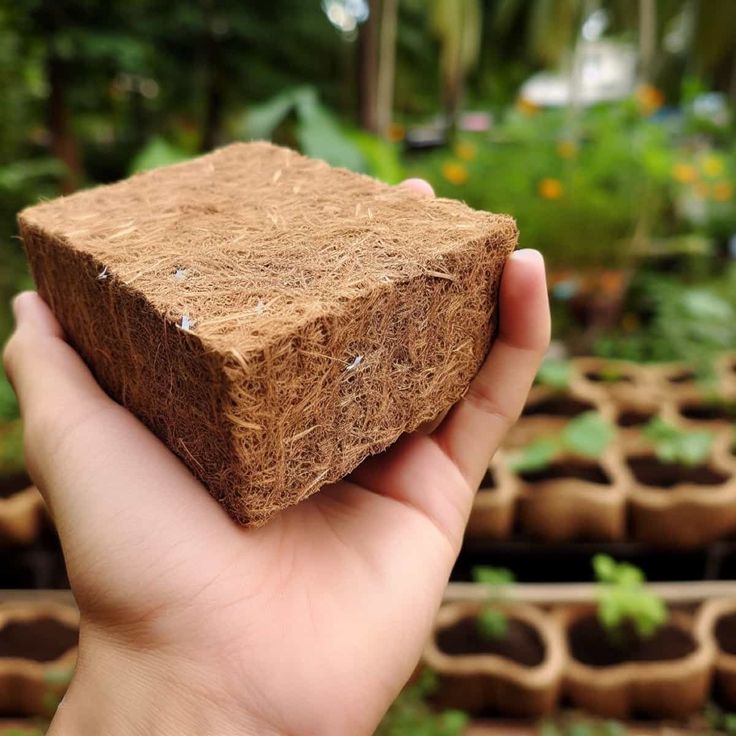 cocopeat untuk media tanam tanaman